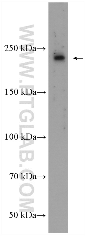 BZRAP1 Polyclonal antibody