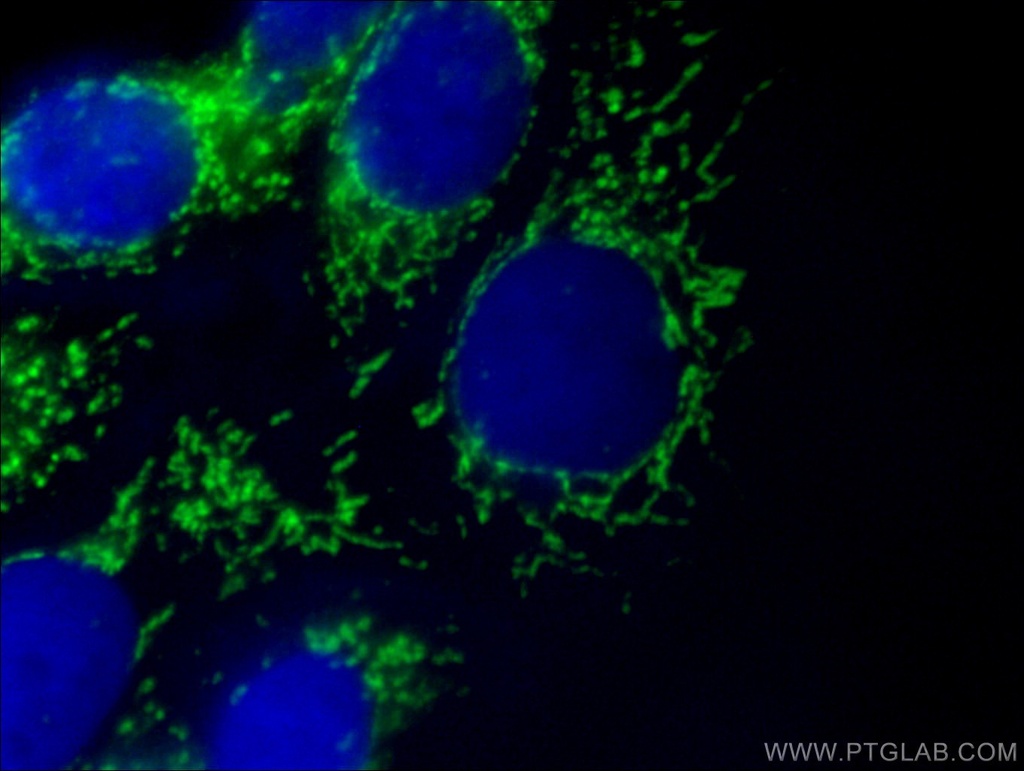 PGAM5 Polyclonal antibody