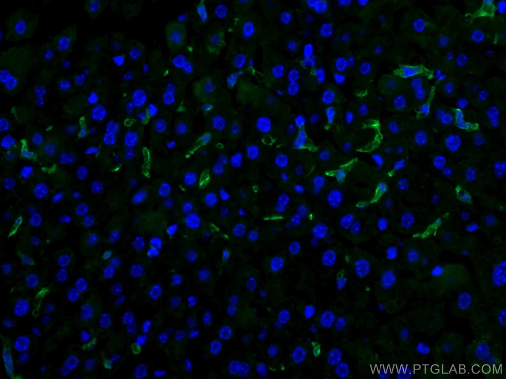 F4/80 Polyclonal antibody