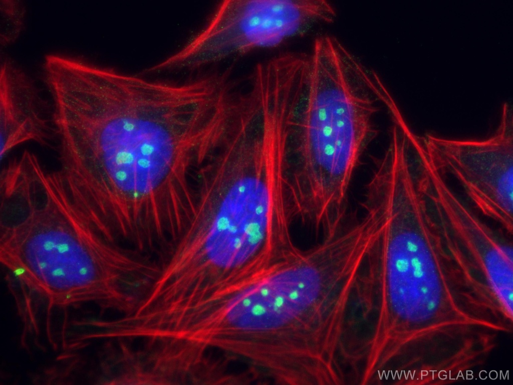 NOC2L Polyclonal antibody