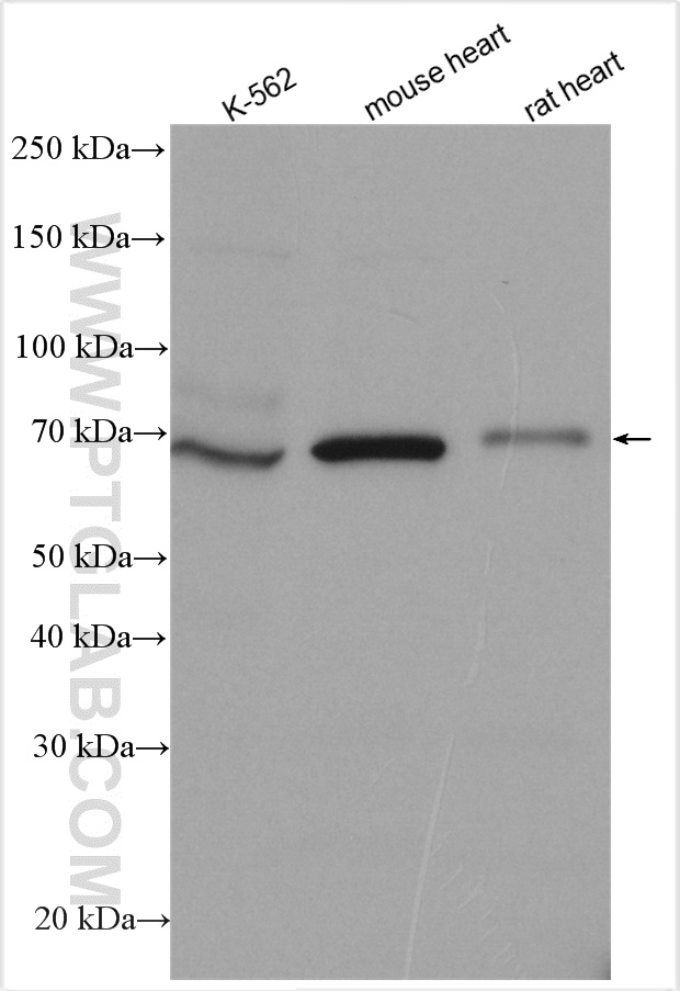 TLE2 Polyclonal antibody