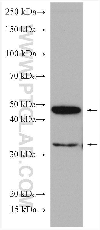 ORAI1 Polyclonal antibody