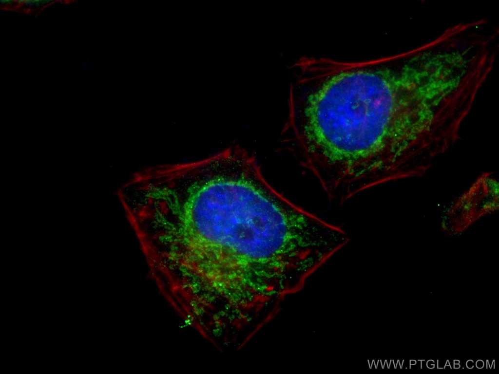 Sam50 Polyclonal antibody