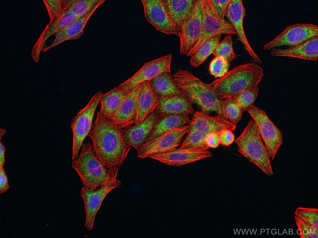 GREB1 Polyclonal antibody