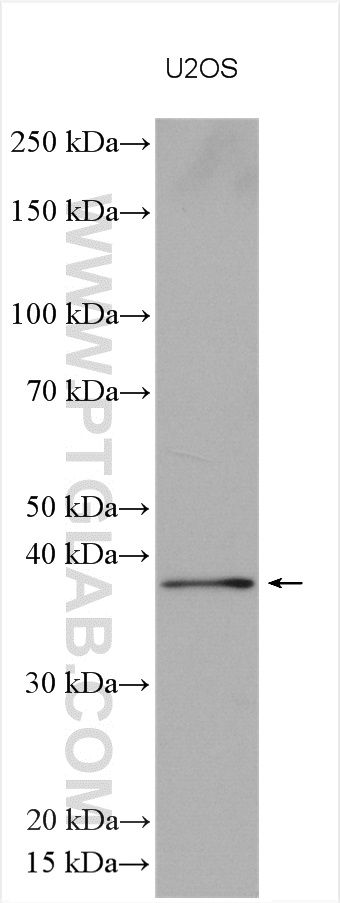 SFRS6 Polyclonal antibody