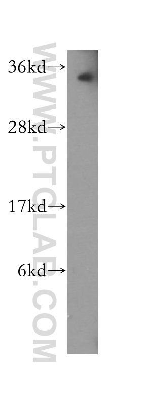 PNRC1 Polyclonal antibody