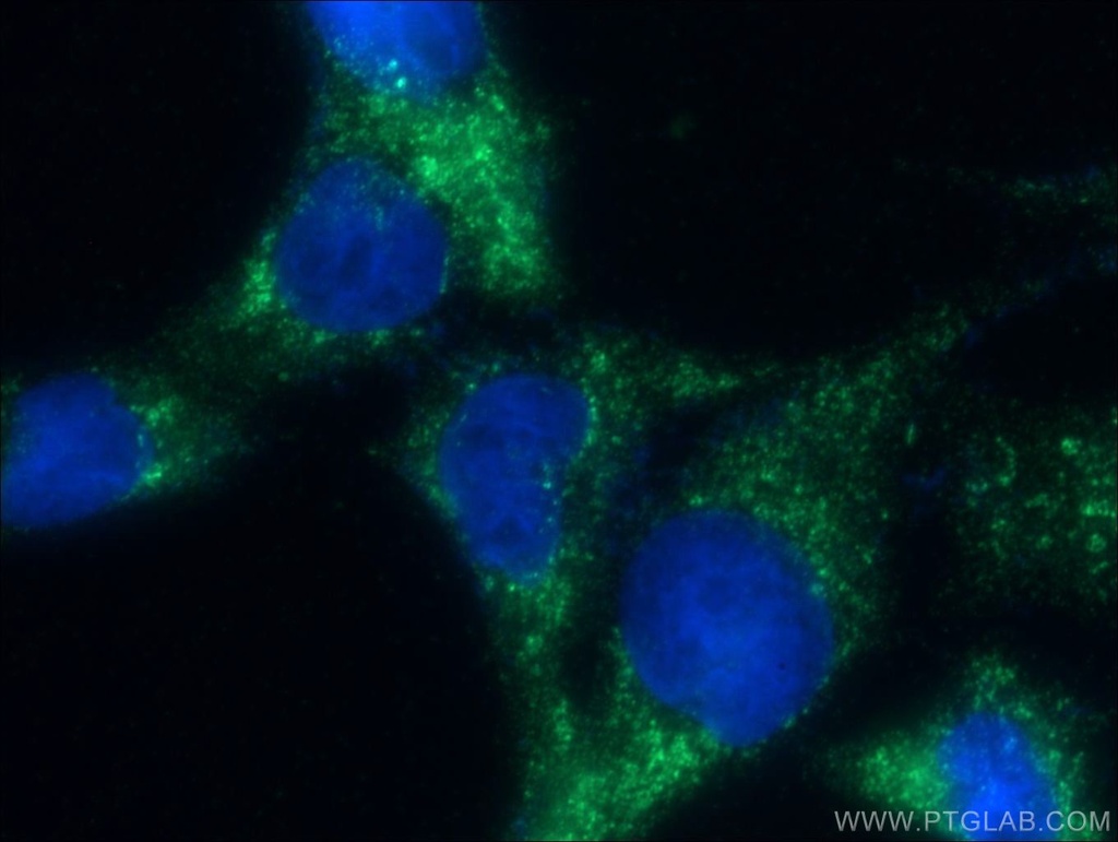 NEK9 Polyclonal antibody