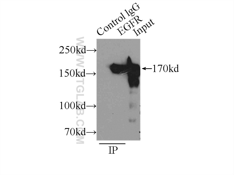 EGFR (C-terminal) Polyclonal antibody