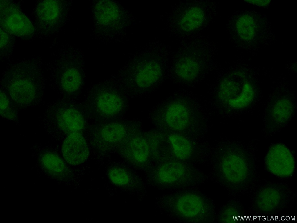 MAF Polyclonal antibody