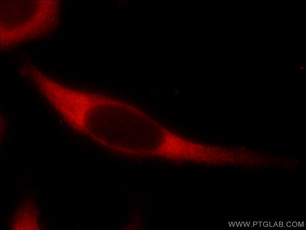 USP9X Polyclonal antibody