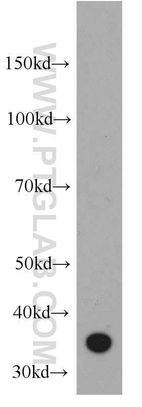 CD336 Polyclonal antibody