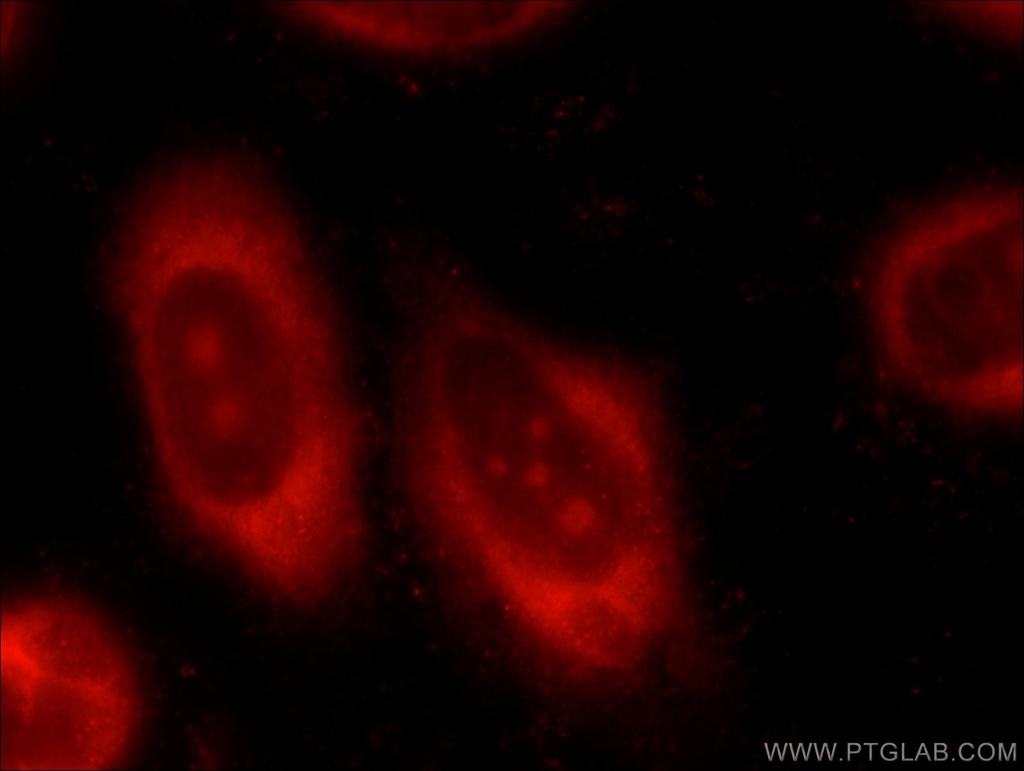 PPP1CC Polyclonal antibody