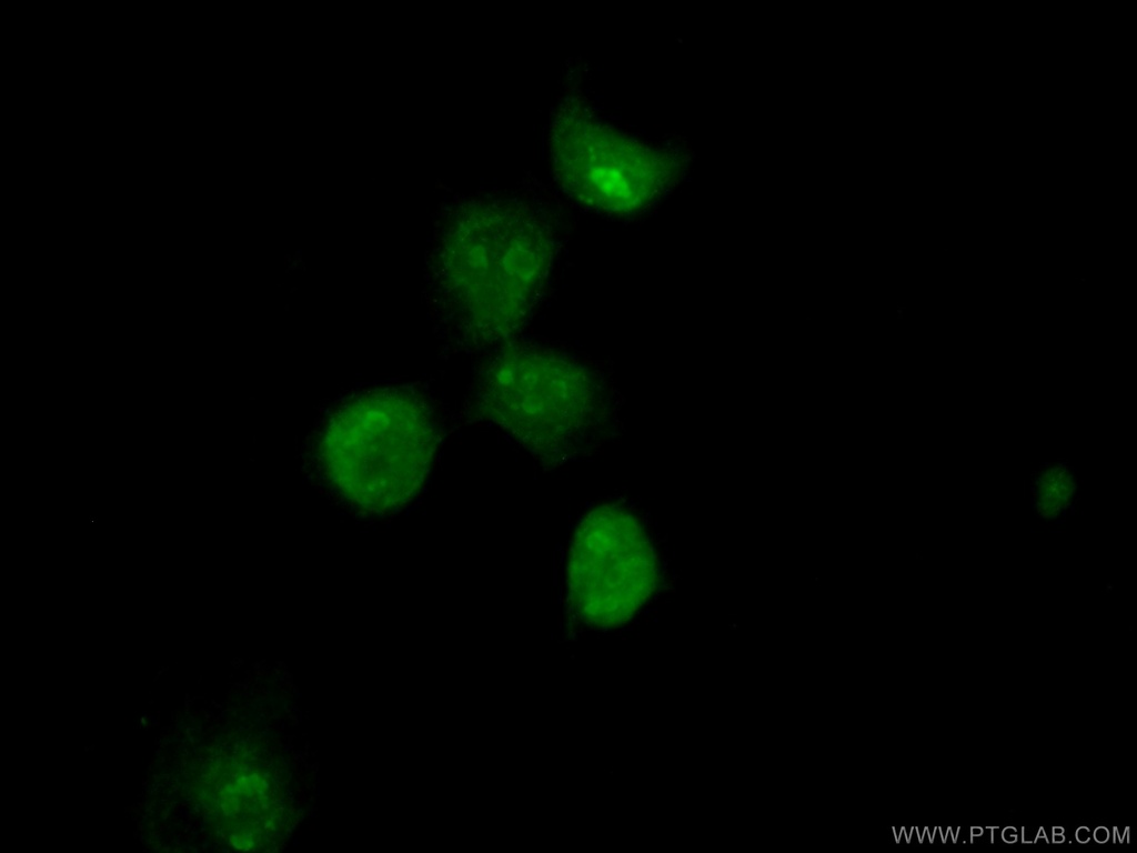 RCOR3 Polyclonal antibody