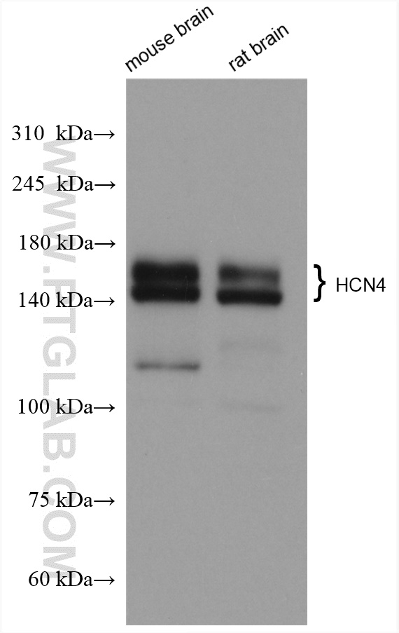 HCN4 Polyclonal antibody