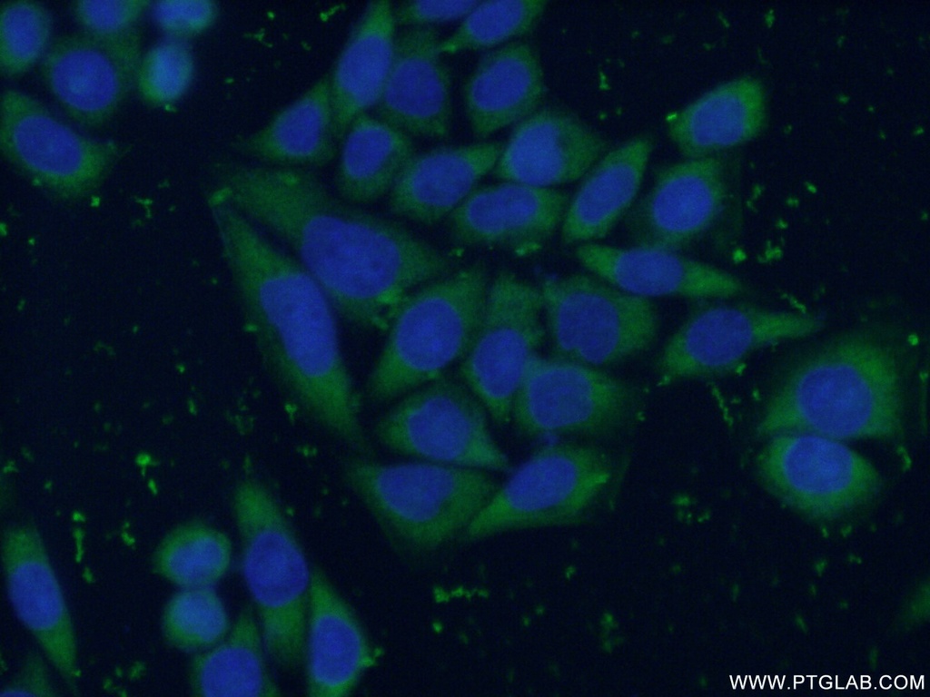 ENO3-specific Polyclonal antibody