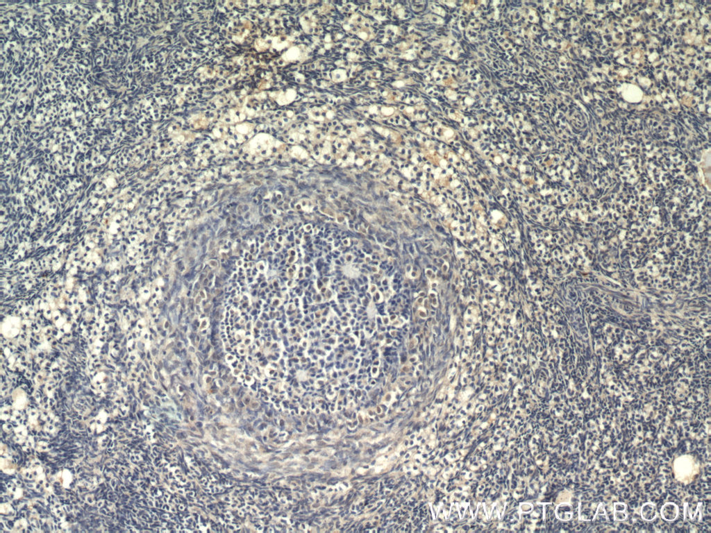 ZGLP1 Polyclonal antibody