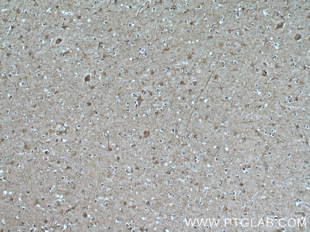 GJC2 Polyclonal antibody