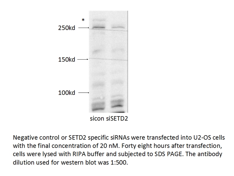 SETD2 Polyclonal antibody