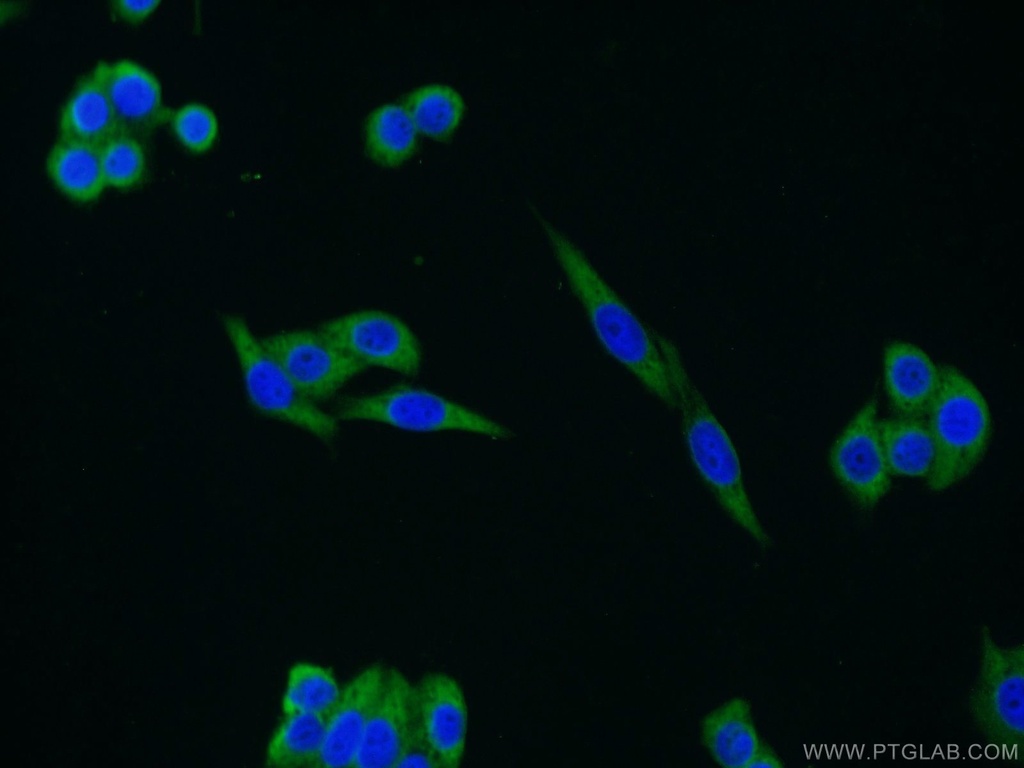 FAM13A Polyclonal antibody
