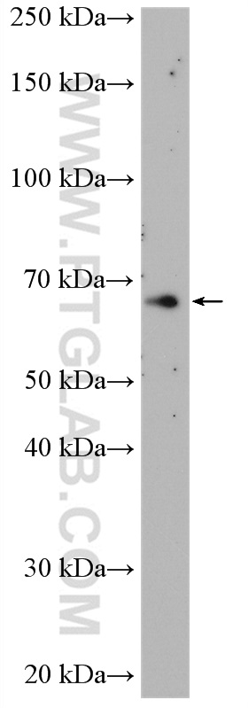 NR4A3 Polyclonal antibody