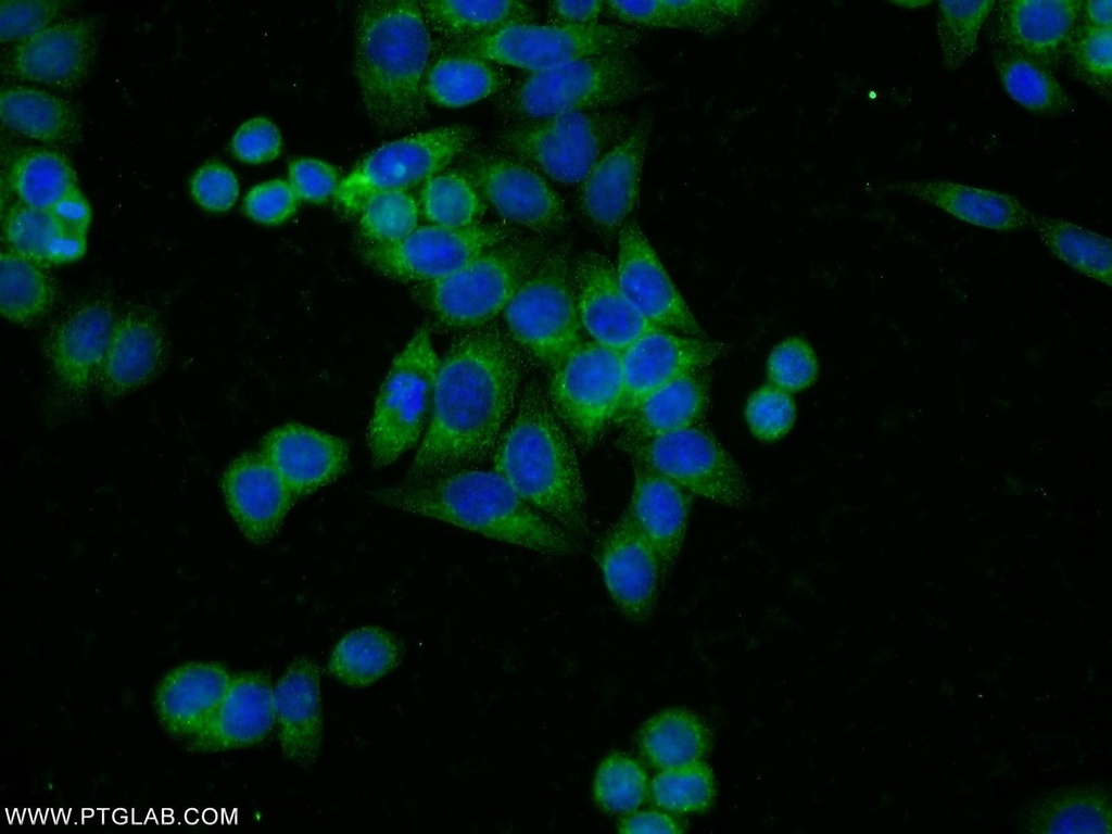 KHSRP Polyclonal antibody