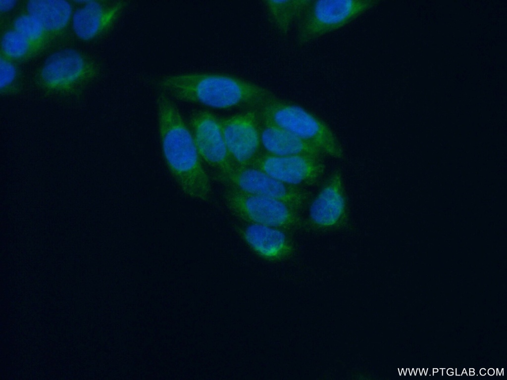 CYP2C19 Polyclonal antibody