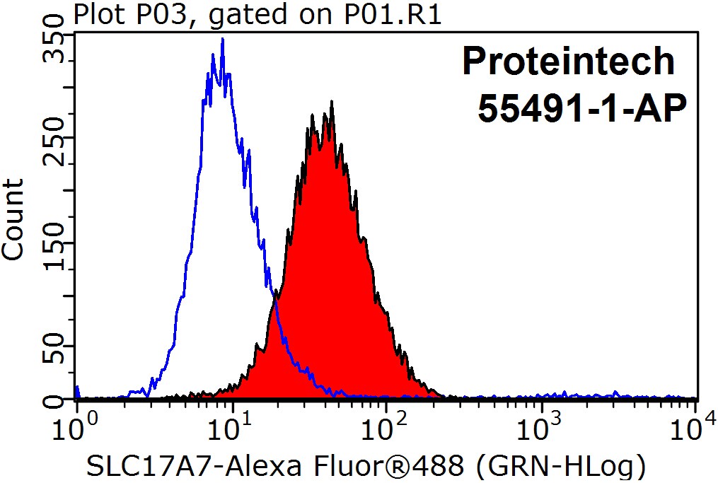 VGLUT1 Polyclonal antibody