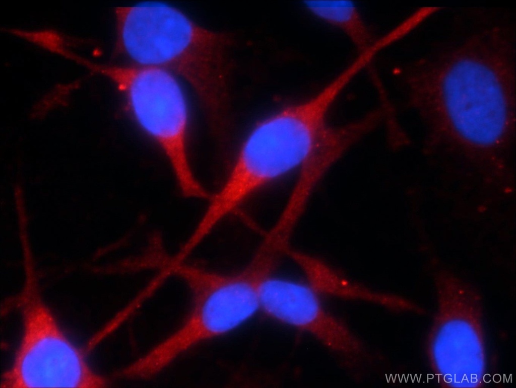 KMO Monoclonal antibody