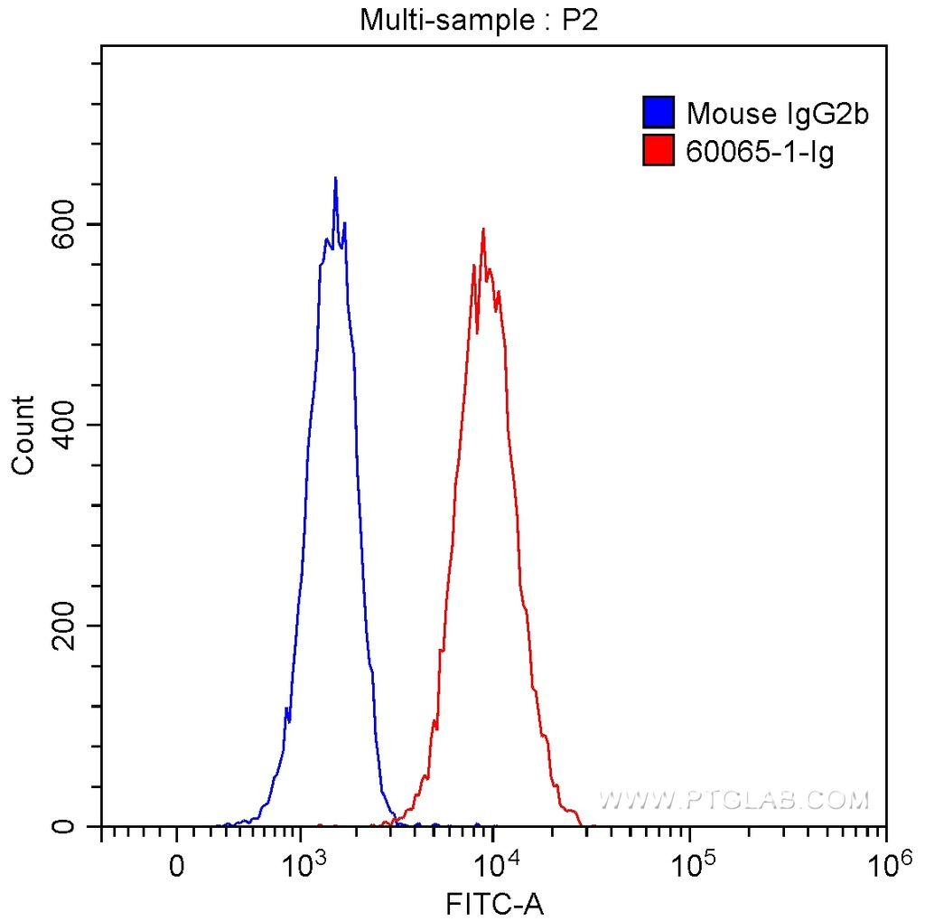 CXCR3B-specific Monoclonal antibody