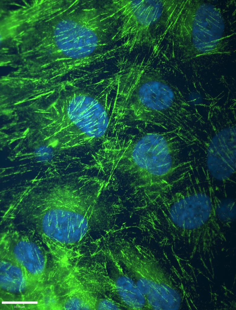 SEPT2 Monoclonal antibody