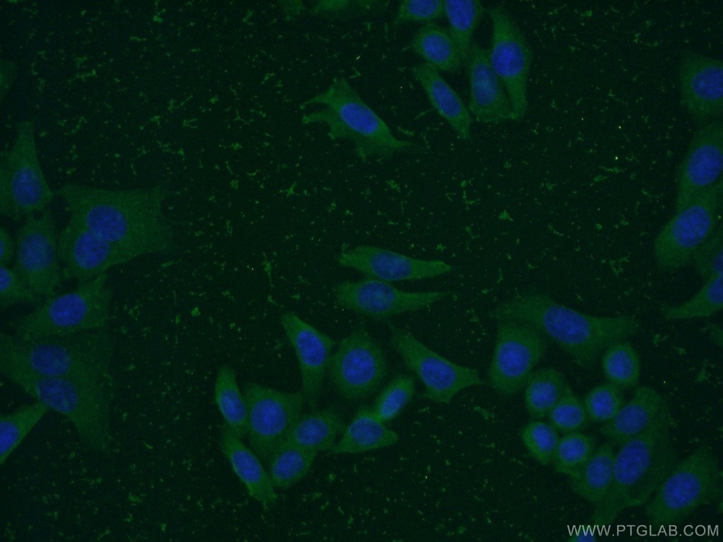 PCMT1 Monoclonal antibody