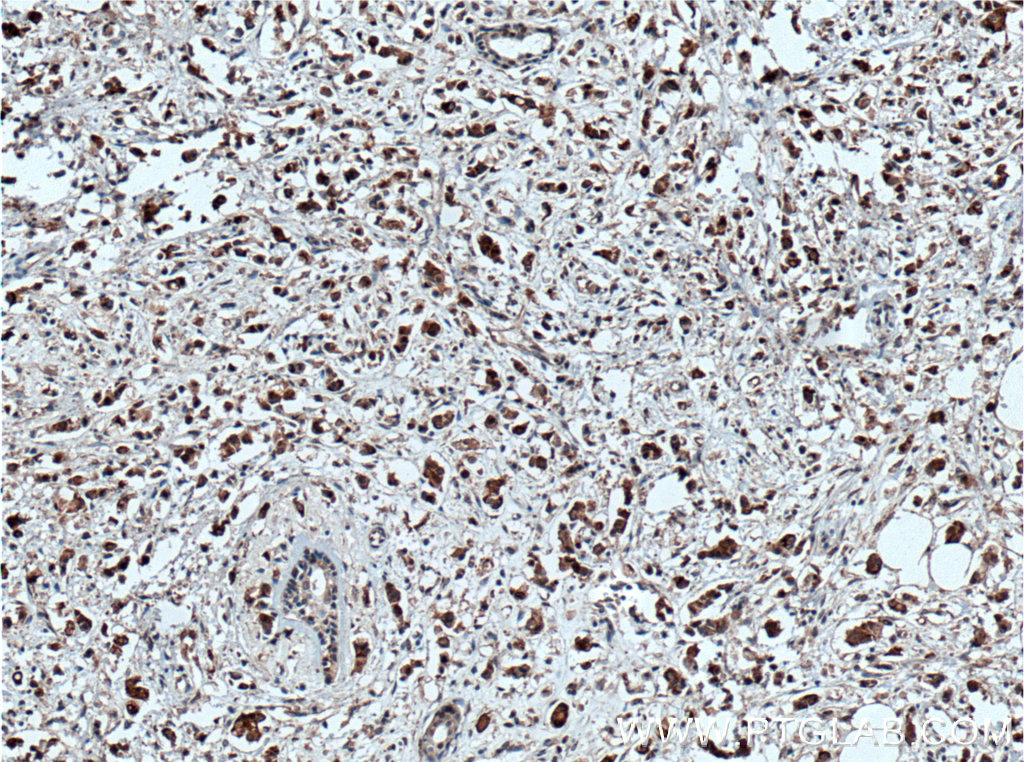 OCT4 Monoclonal antibody