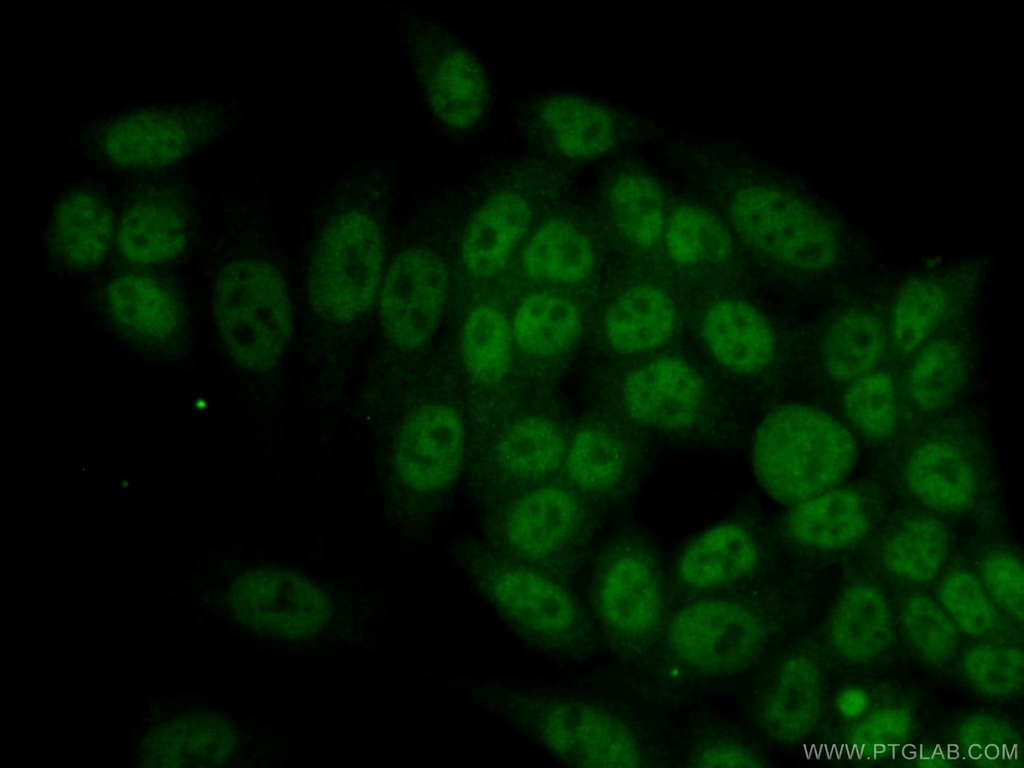 RBM4 Monoclonal antibody