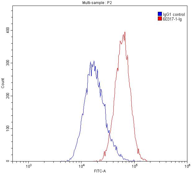 GOT1 Monoclonal antibody
