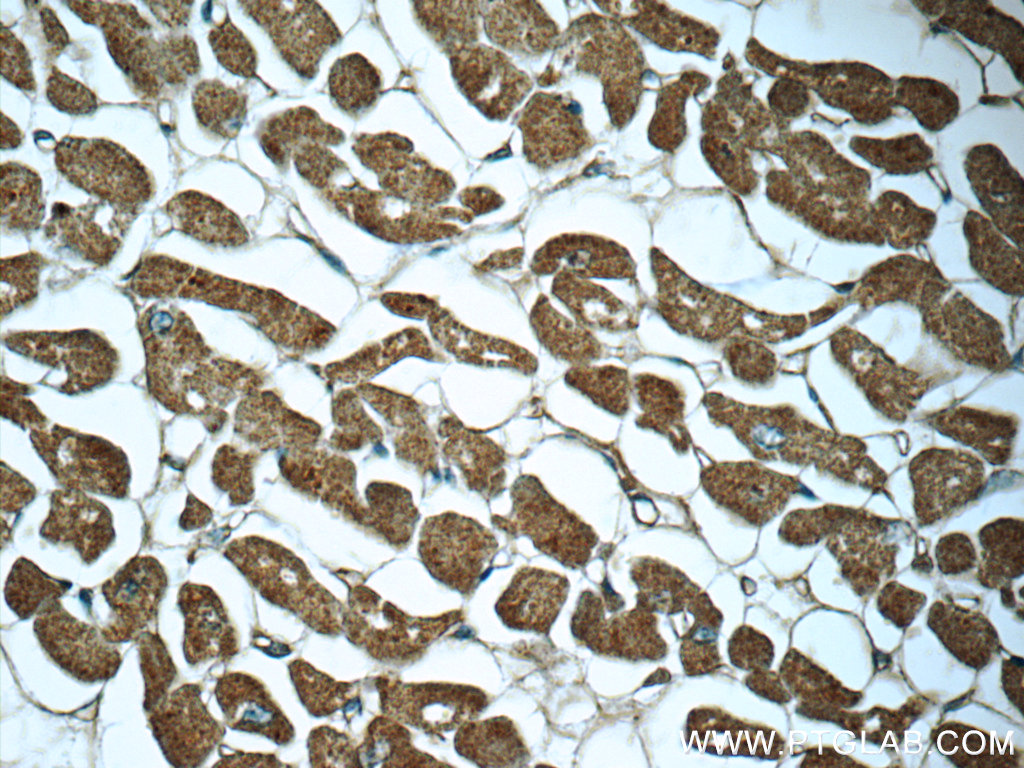 Myocilin Monoclonal antibody