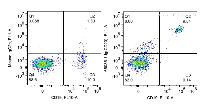 Anti-Human CD20 (2H7)