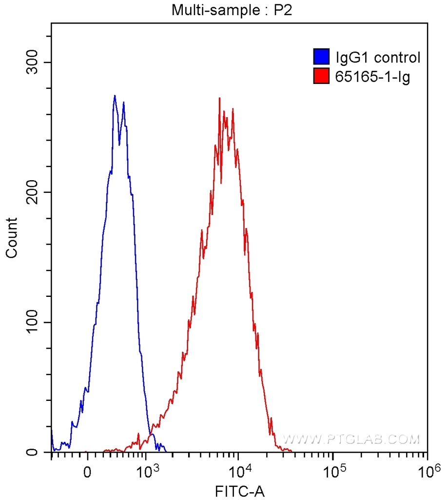 Anti-Human CD86 (BU63)