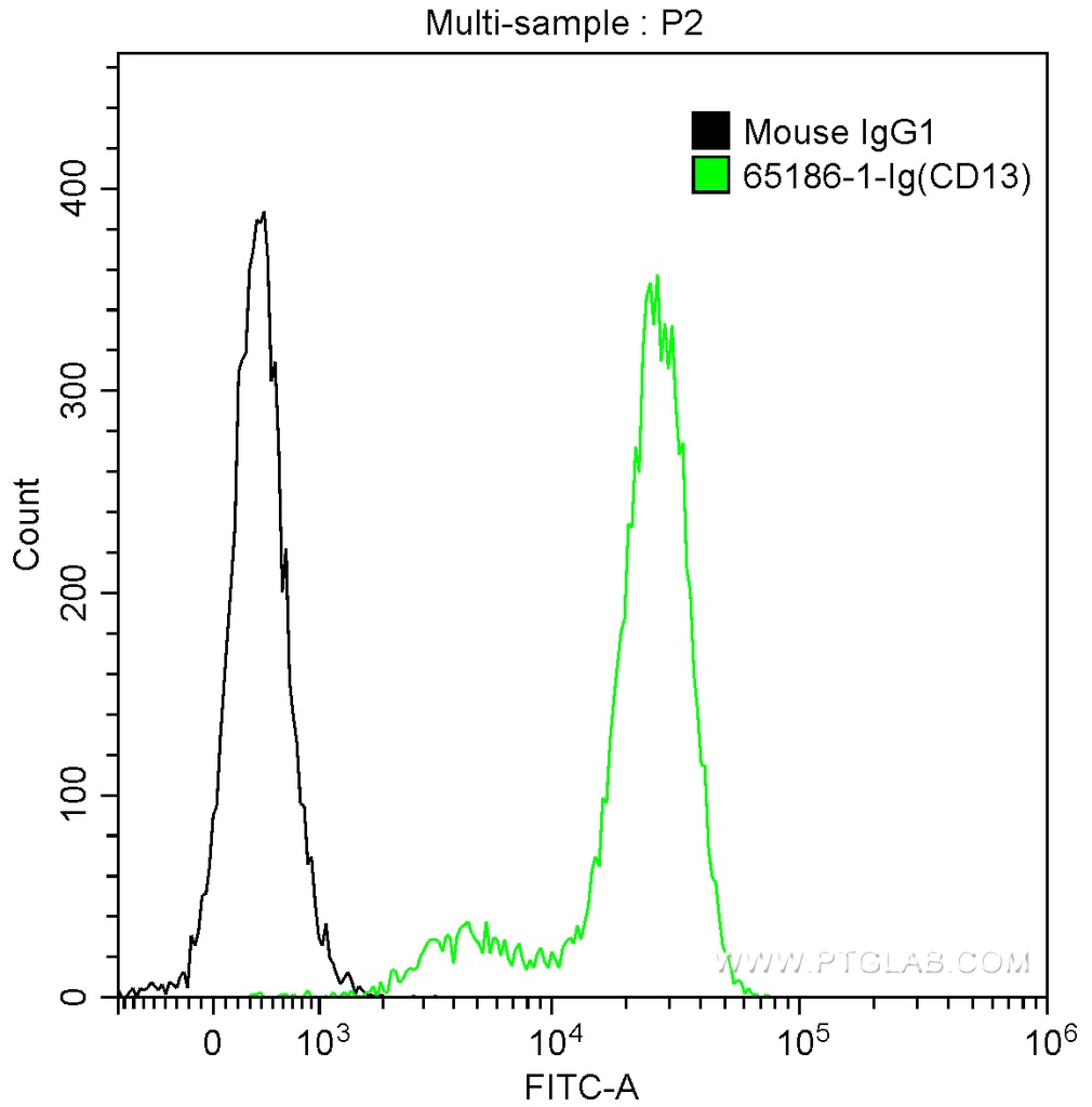 Anti-Human CD13 (WM15)