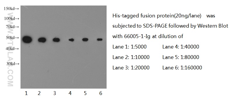 6*His-Tag Monoclonal antibody