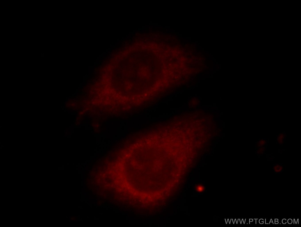 TELO2 Monoclonal antibody