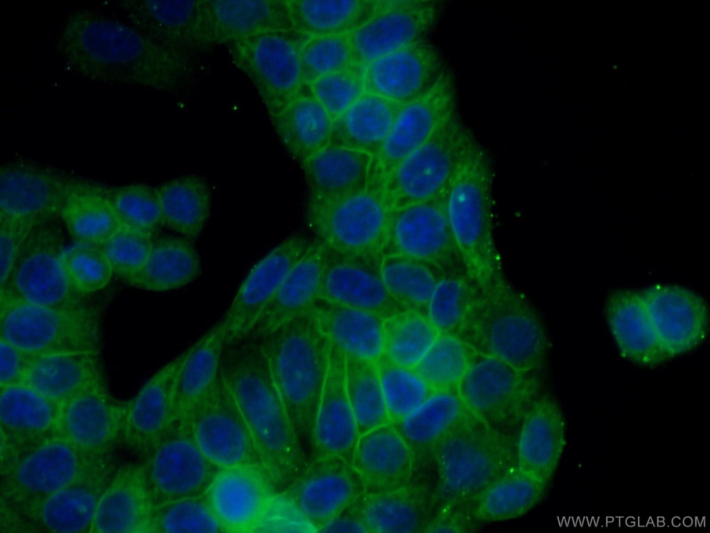 Caspase 8/p43/p18 Monoclonal antibody