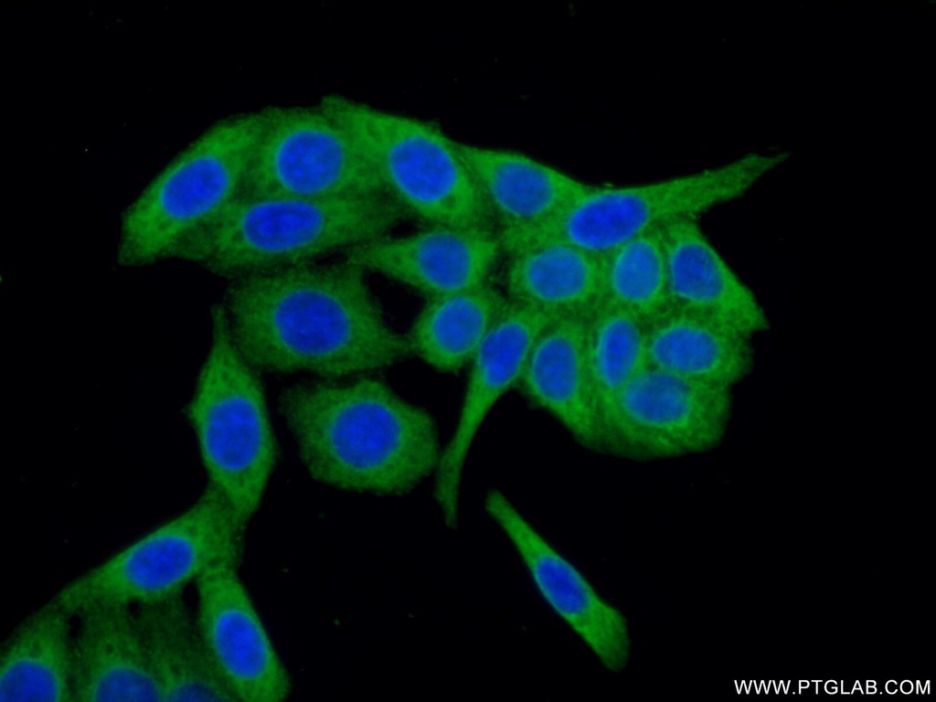 P4HA1 Monoclonal antibody