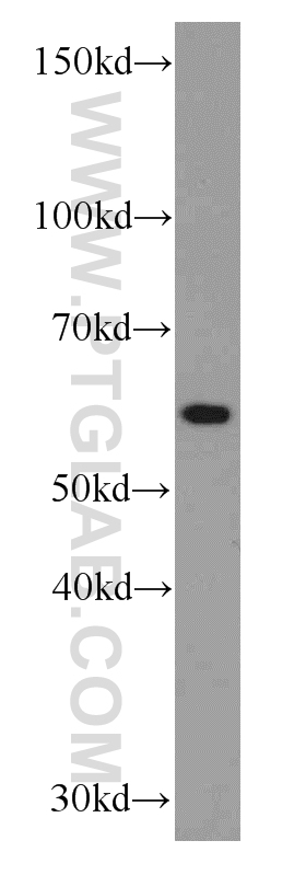 RBPJ Monoclonal antibody