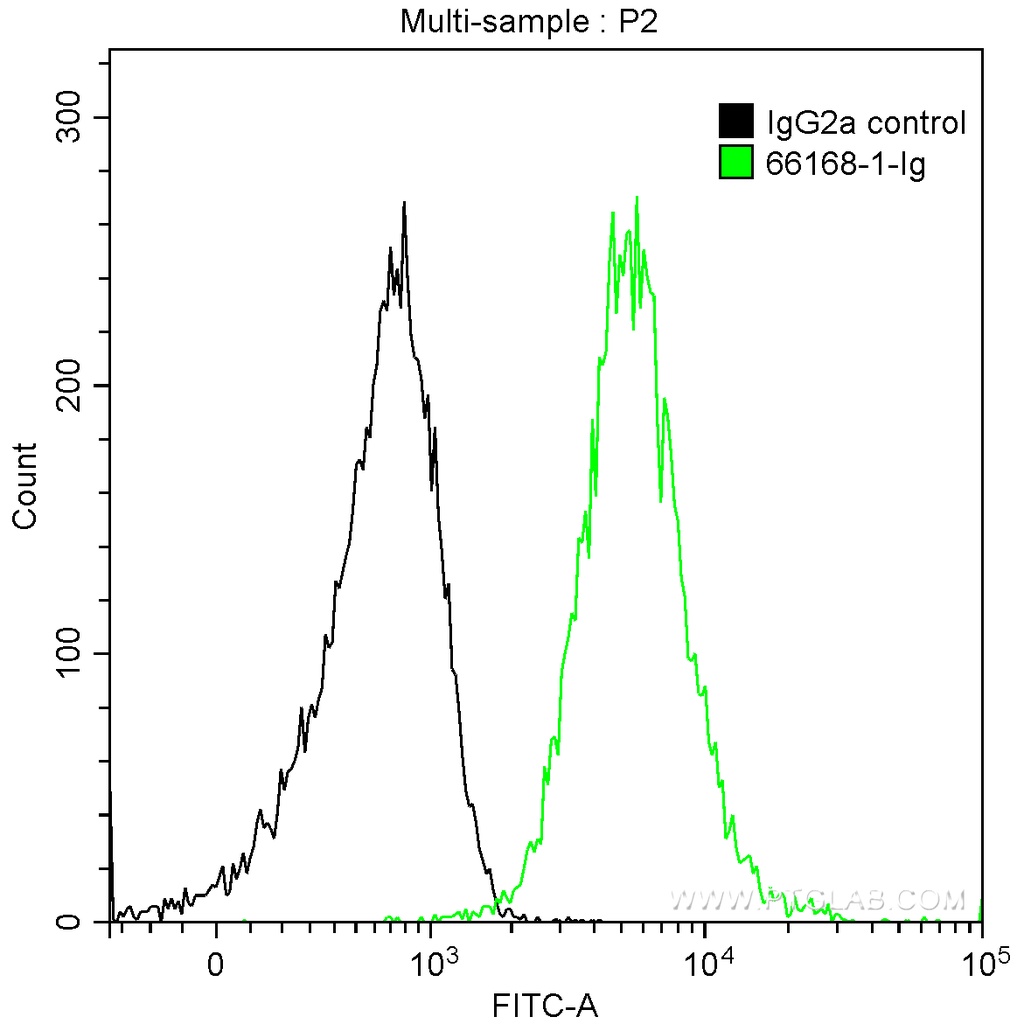 HBG1-Specific Monoclonal antibody