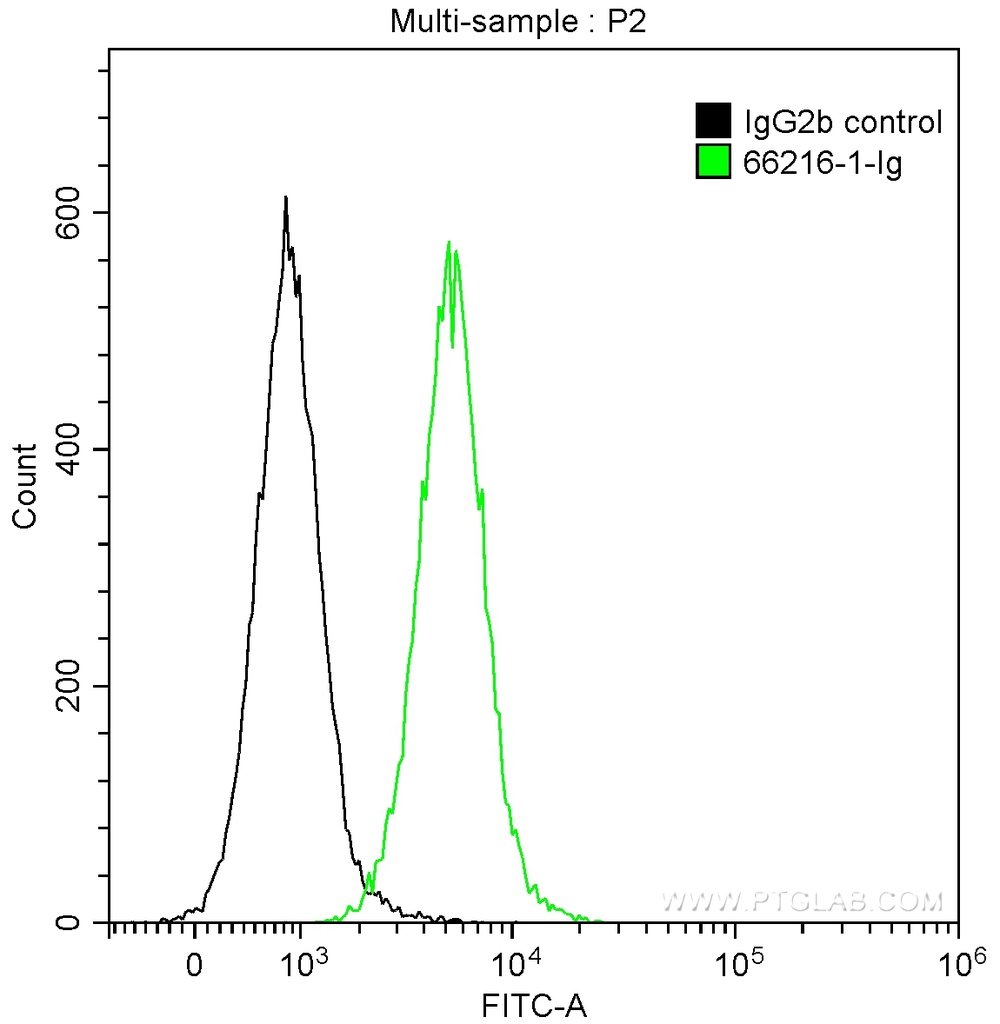 TLE1 Monoclonal antibody