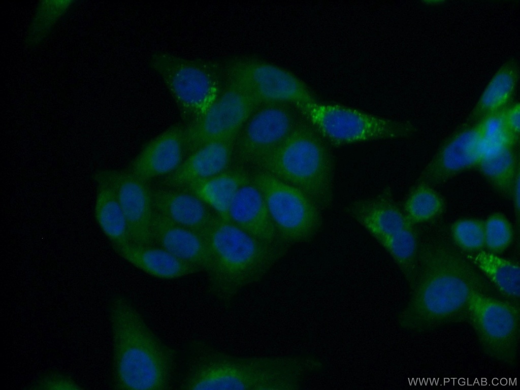 STXBP2 Monoclonal antibody