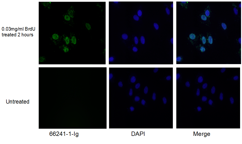 BrdU Monoclonal antibody