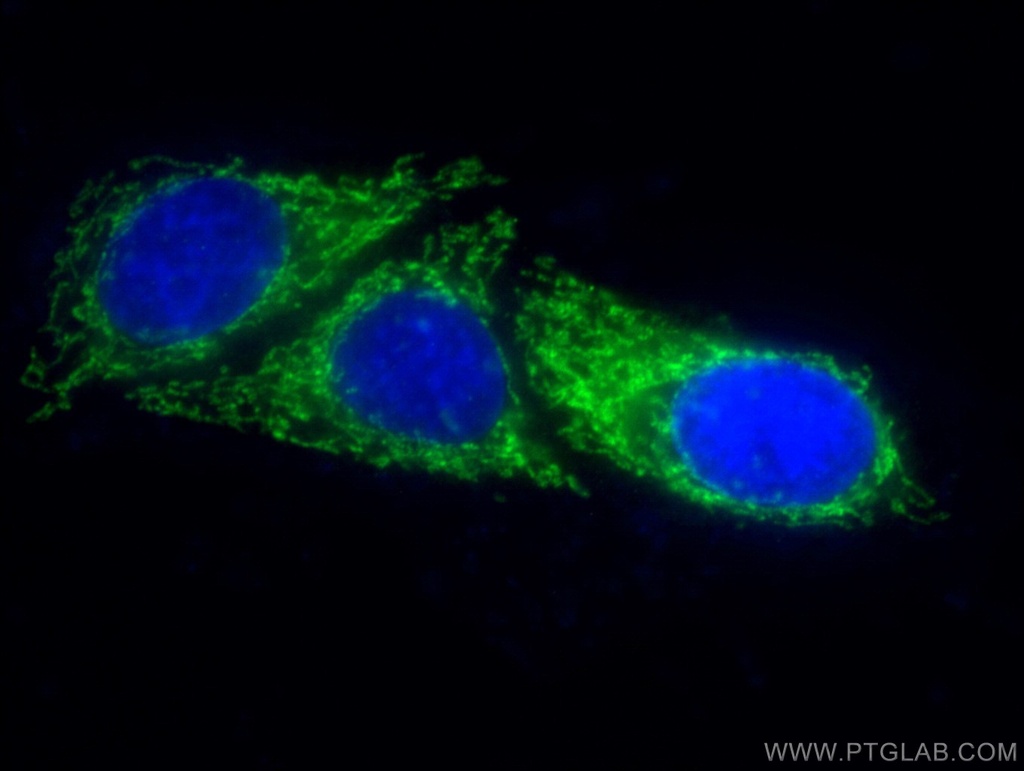 OGDH Monoclonal antibody