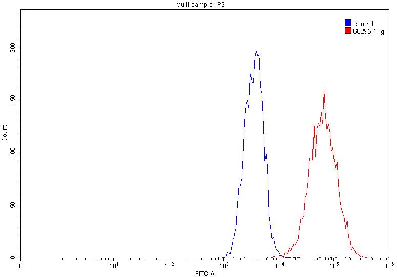 P-cadherin Monoclonal antibody