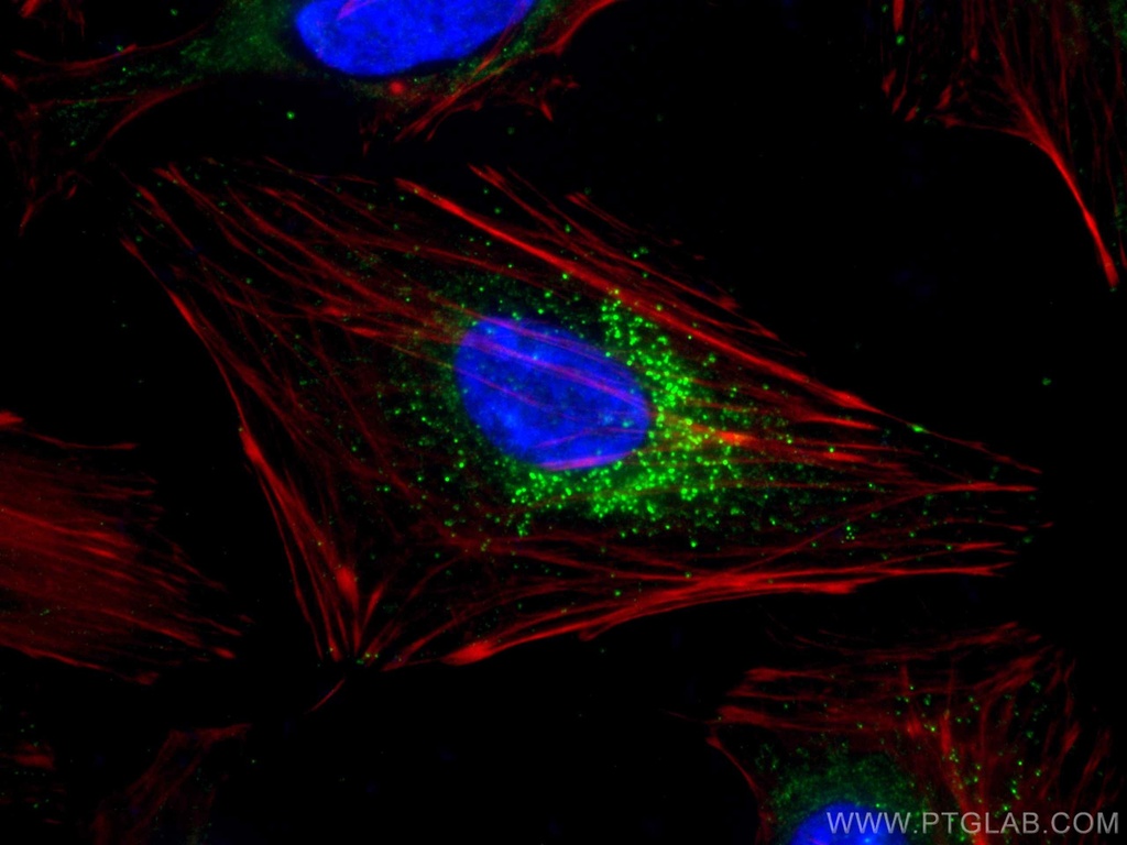 TRAF3 Monoclonal antibody